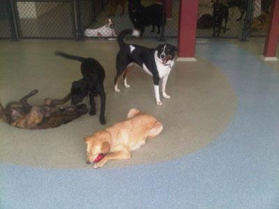 Dogs at play