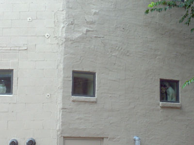 Dogs looking out their windows