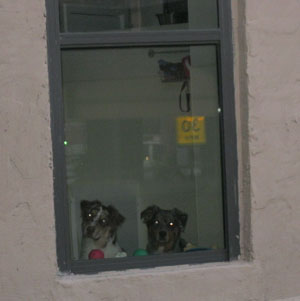 Dogs Looking Out Their Window