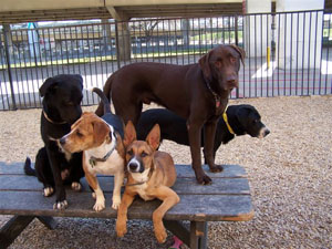 Dogs on the table