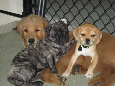 Puppies Sleeping Together
