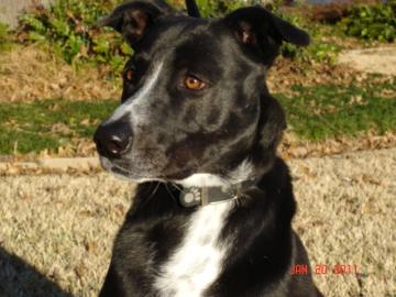 DJ Adoptable Dog