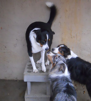 Dogs Playing
