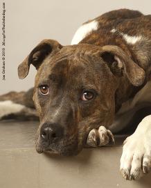 Sugar Adoptable Dog